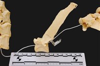 藏品(梅花鹿骨)的圖片