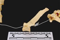 藏品(梅花鹿骨)的圖片