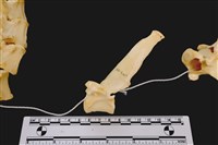 藏品(梅花鹿骨)的圖片