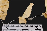 藏品(梅花鹿骨)的圖片