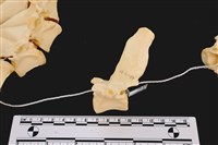 藏品(梅花鹿骨)的圖片