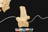 藏品(梅花鹿骨)的圖片