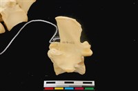 藏品(梅花鹿骨)的圖片