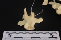 藏品(梅花鹿骨)的圖片