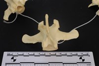 藏品(梅花鹿骨)的圖片