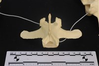 藏品(梅花鹿骨)的圖片