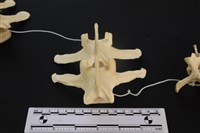 藏品(梅花鹿骨)的圖片