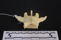 藏品(梅花鹿骨)的圖片