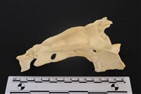 藏品(梅花鹿骨)的圖片