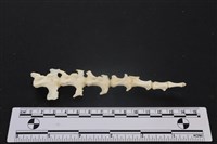 藏品(梅花鹿骨)的圖片