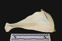 藏品(梅花鹿骨)的圖片