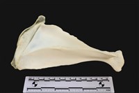 藏品(梅花鹿骨)的圖片