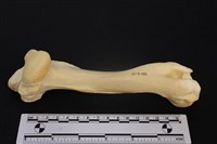 藏品(梅花鹿骨)的圖片