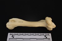 藏品(梅花鹿骨)的圖片