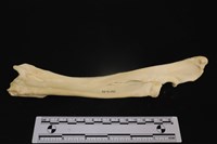 藏品(梅花鹿骨)的圖片