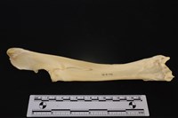 藏品(梅花鹿骨)的圖片