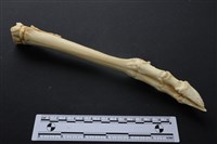 藏品(梅花鹿骨)的圖片