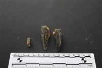 藏品(梅花鹿骨)的圖片