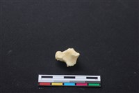 藏品(梅花鹿骨)的圖片