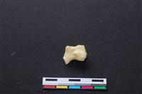 藏品(梅花鹿骨)的圖片