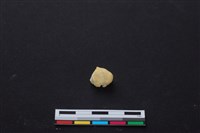 藏品(梅花鹿骨)的圖片