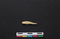 藏品(梅花鹿骨)的圖片