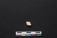 藏品(梅花鹿骨)的圖片