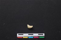 藏品(梅花鹿骨)的圖片