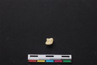 藏品(梅花鹿骨)的圖片