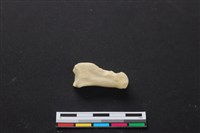 藏品(梅花鹿骨)的圖片