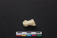 藏品(梅花鹿骨)的圖片