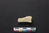 藏品(梅花鹿骨)的圖片