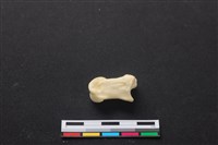 藏品(梅花鹿骨)的圖片