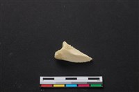 藏品(梅花鹿骨)的圖片