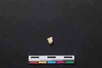 藏品(梅花鹿骨)的圖片