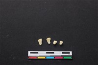 藏品(梅花鹿骨)的圖片