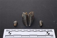 藏品(梅花鹿骨)的圖片