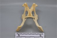 藏品(梅花鹿骨)的圖片