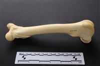 藏品(梅花鹿骨)的圖片