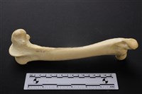 藏品(梅花鹿骨)的圖片