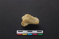 藏品(梅花鹿骨)的圖片