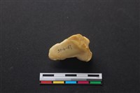 藏品(梅花鹿骨)的圖片