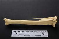 藏品(梅花鹿骨)的圖片