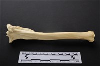 藏品(梅花鹿骨)的圖片