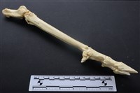 藏品(梅花鹿骨)的圖片