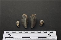 藏品(梅花鹿骨)的圖片