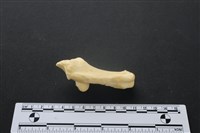 藏品(梅花鹿骨)的圖片