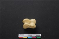 藏品(梅花鹿骨)的圖片