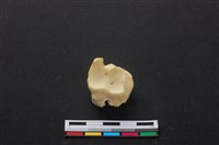 藏品(梅花鹿骨)的圖片