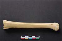 藏品(梅花鹿骨)的圖片